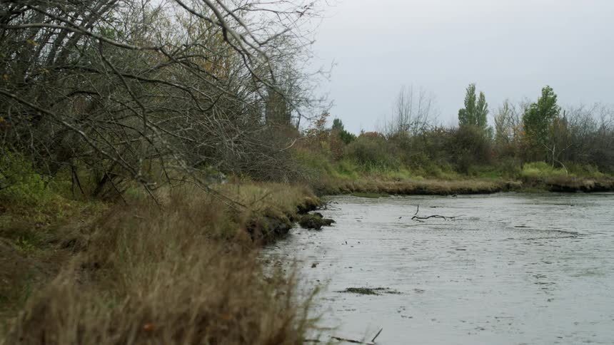 Landscape view of a pond and grass on the shore