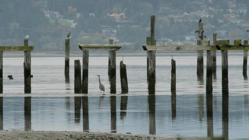 View of parts of a dock in water with birds perched on top with overcast weather