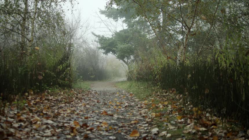A leaf scattered trail through the woods