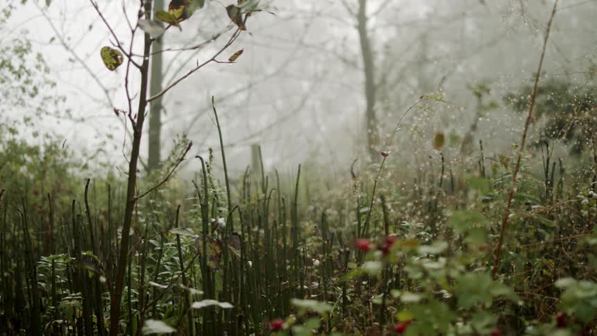 Plants and trees gently sway with a gentle breeze on a foggy day