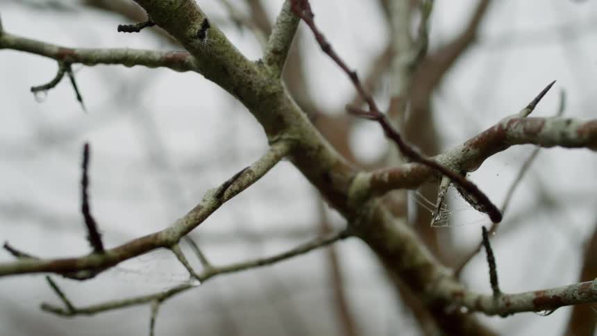 Bare tree branch with water droplets and overcast weather