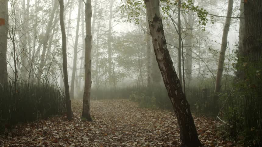 View of a track and trees in fog in the woods