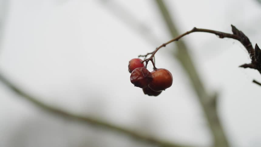 A bunch of small red berries grow on an otherwise barren tree branch