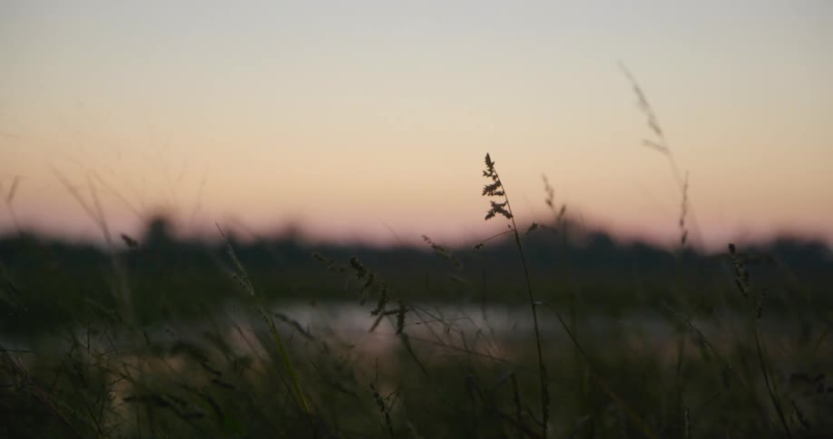 Tall weeds surround a field covered in snow