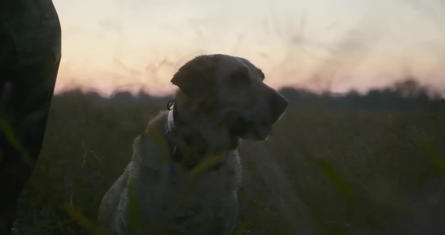 A dog sits on a grassy field at dusk