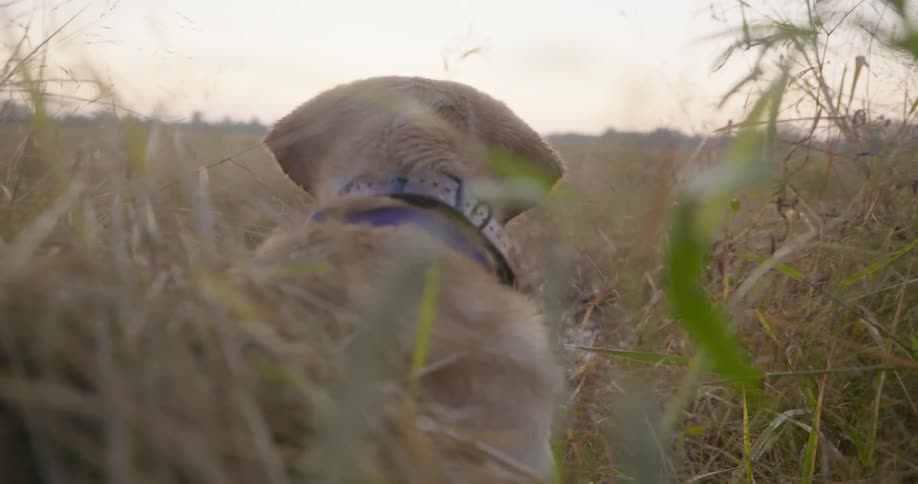 A dog sits alone in a large open field