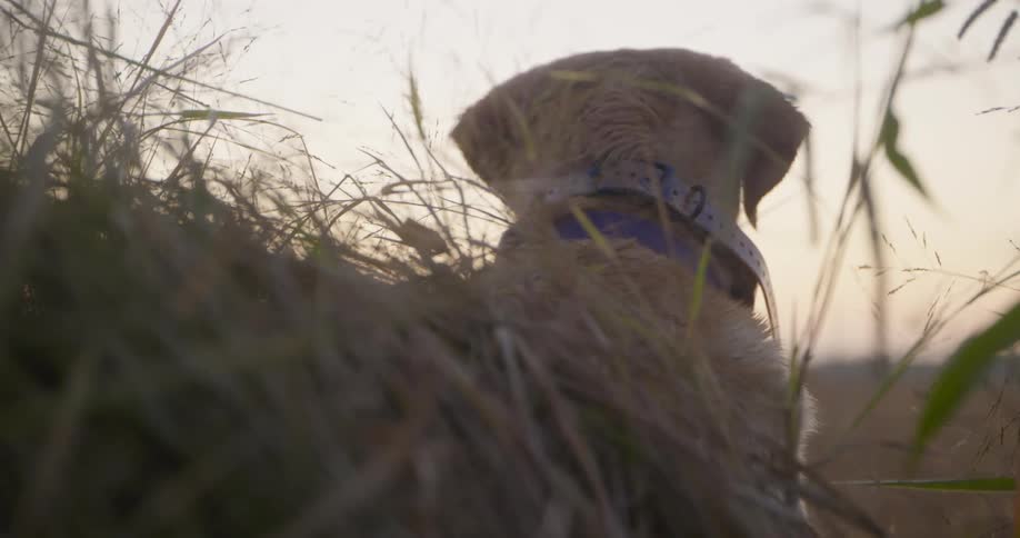 A dog sits in a field looking into the distance