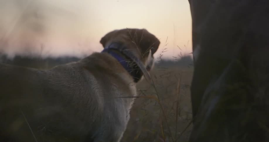 A dog stands next to a human in a field