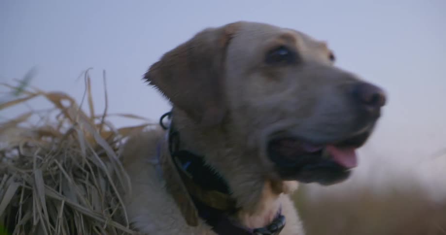 A dog looks around intently while standing in a field outside with low sun