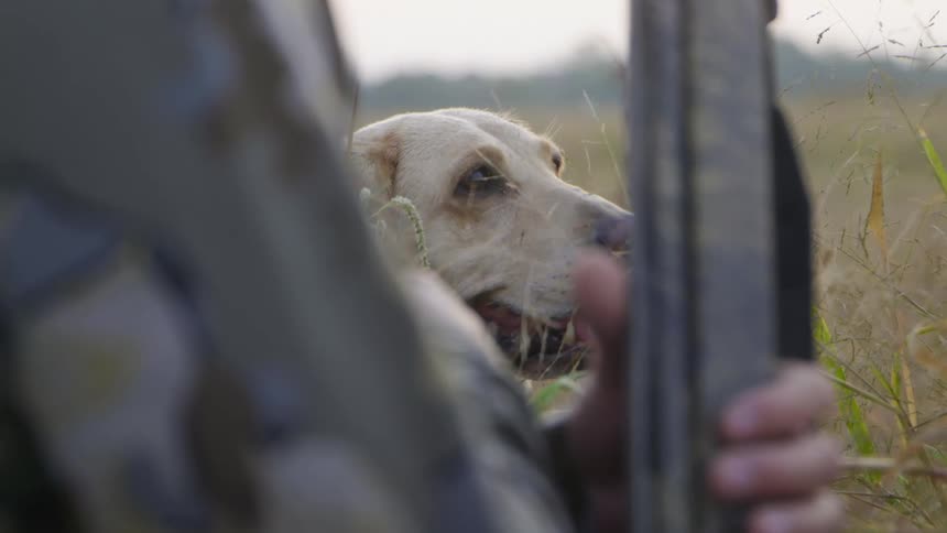 A labrador retriever dog sits in a field next to his owner who is carrying a rifle