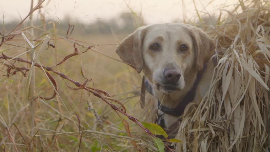 A labrador dog stands behind its owner while the owner stands in a field with a rifle