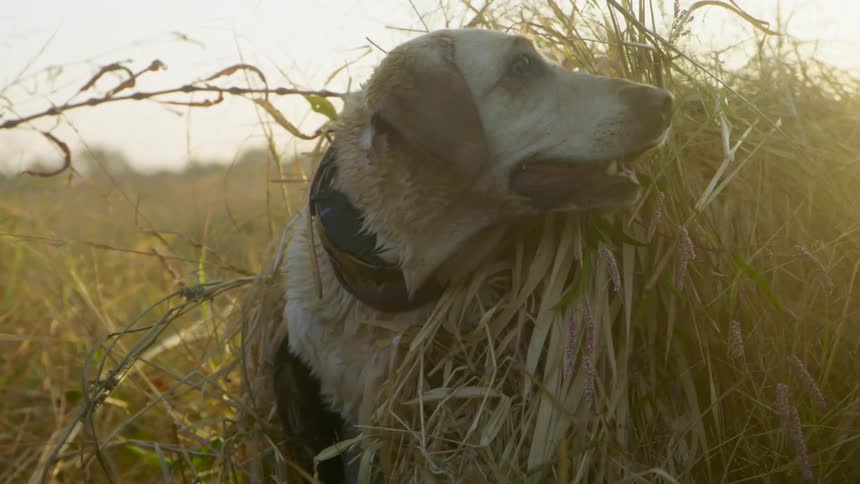 A dog rests under a pile of a grass in a field as a person adds more grass to the pile in the evening