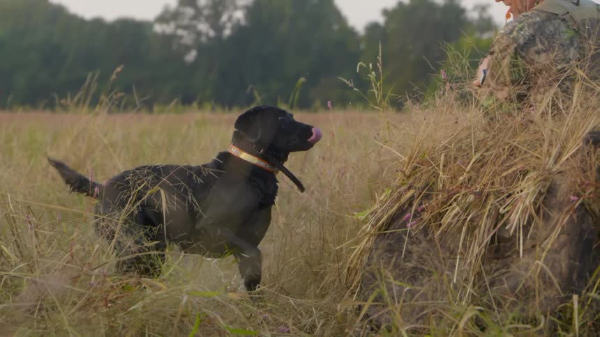 A dog brings a dead bird back to a hunter sitting in a field with a gun