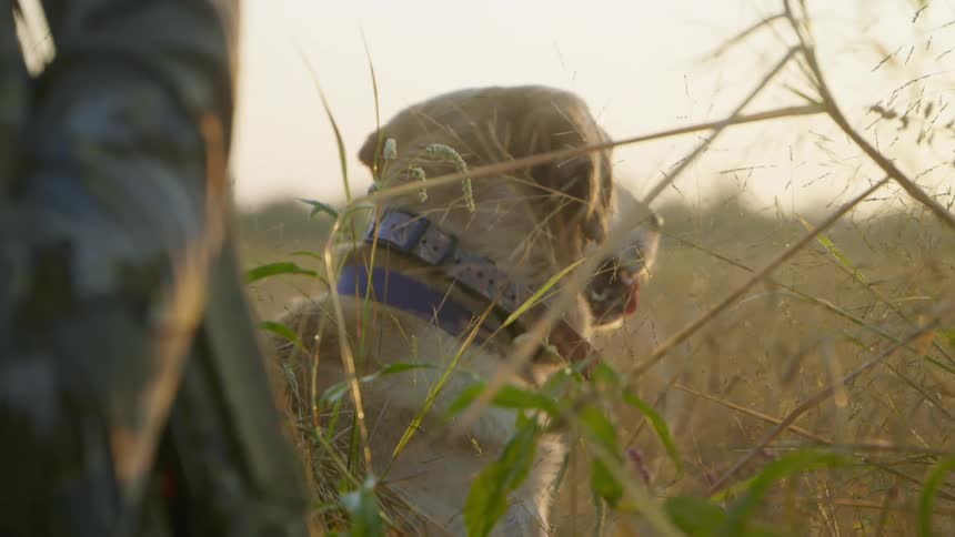 A dog stands next to a person in a grassland