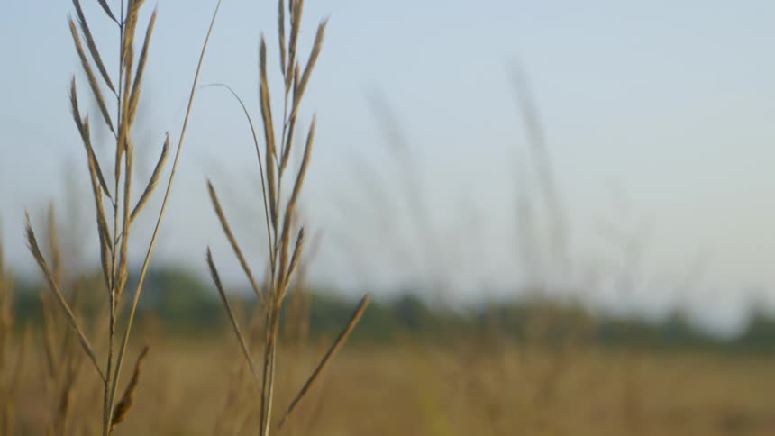 Tall grass blowing in the wind in a open field with trees in the distance under a blue sky