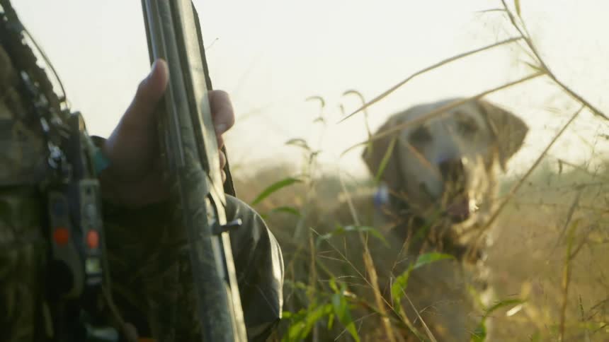A man hunting with his dog while standing in a field holding a gun