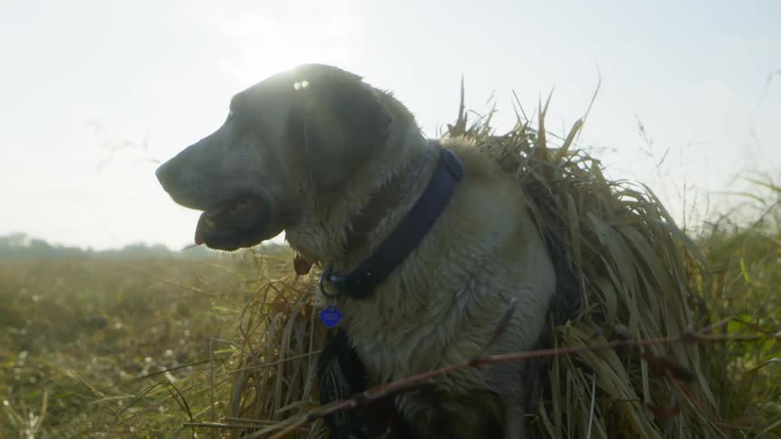 Light brown labrador with dead grass wrapped around it outside on a sunny day in a large field