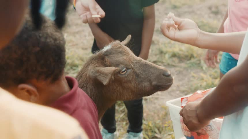 Kids standing next to a goat while a little boy holding a bucket of animal food feeds it