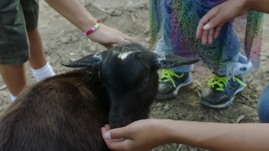 Small black goat eating out of a hand while someone pets its head