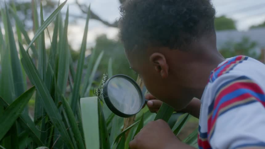 Young curious boy holds a magnifying glass while observing a spider in a web in some plants