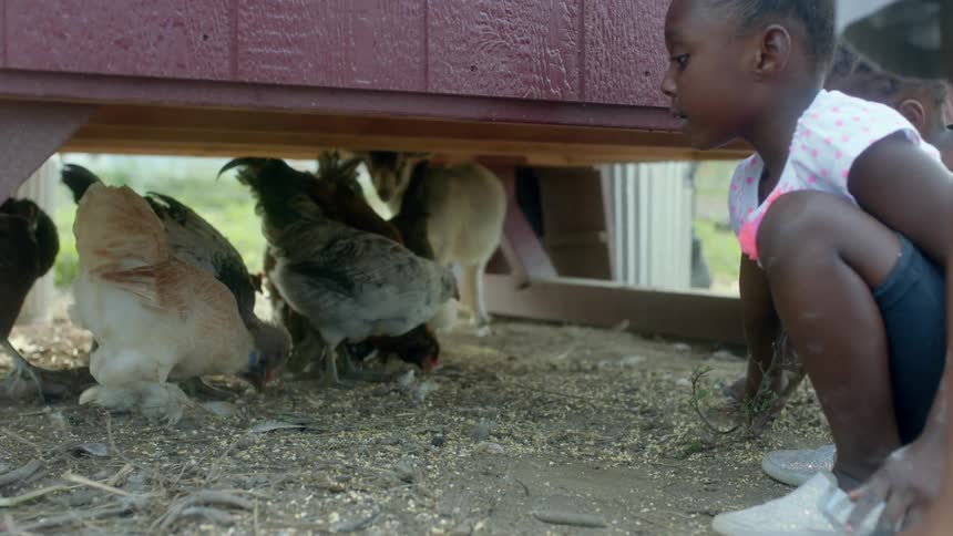 Young girls kneel beside a chicken coop and use their hands sweep chicken feed on the ground towards a group of chickens under the coop