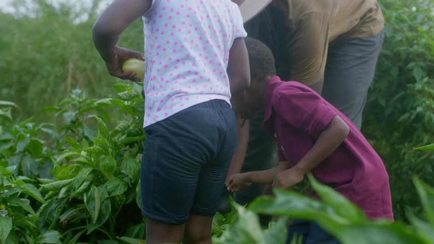 A young girl and boy help their father pick produce in a garden