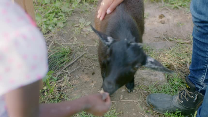 A young girl feeds a goat and then takes a persons hand and walks away