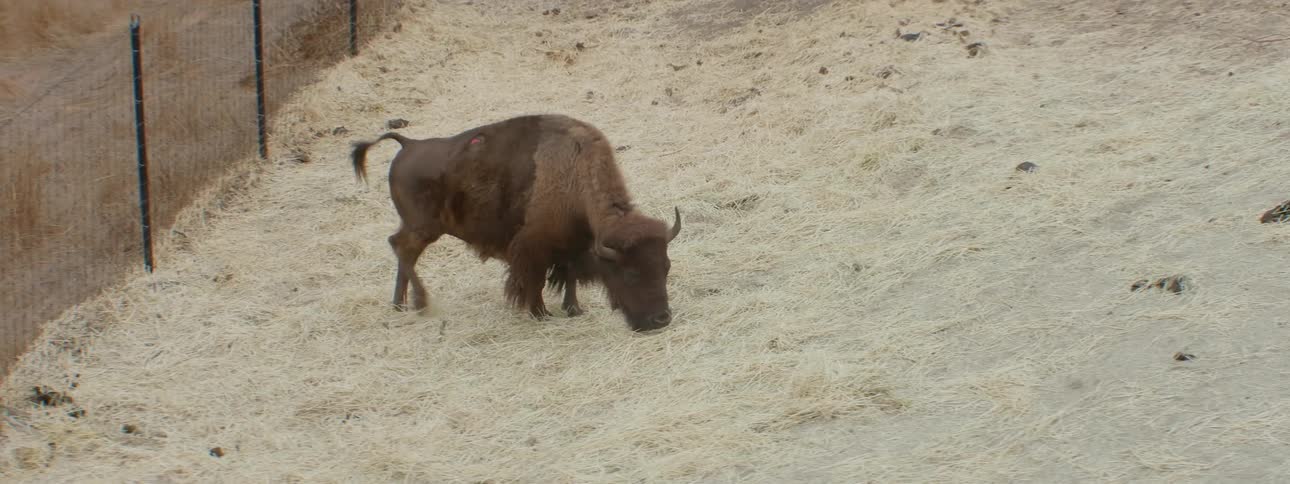 A buffalo grazes on grasses