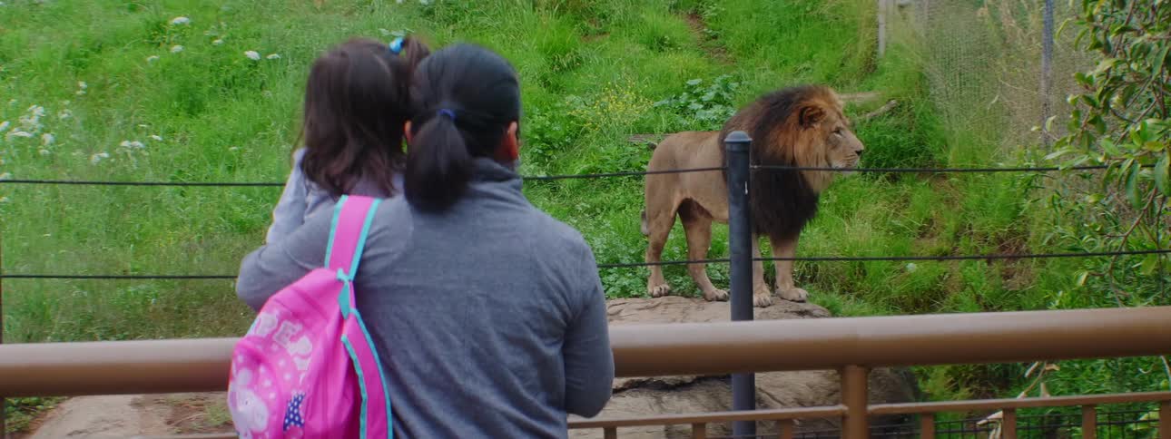 Mother and daughter standing behind a gated area at day time watching a lion at a zoo