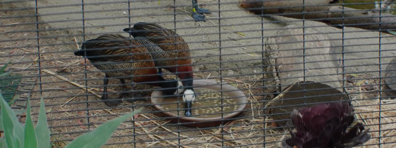 Two ducks in a cage eating from a bowl on the ground with water
