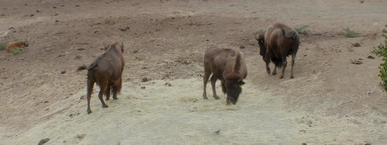 Ibex graze and walk around a dirt field