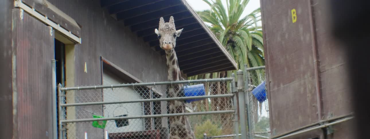 Giraffe standing behind a gate next to a building chewing