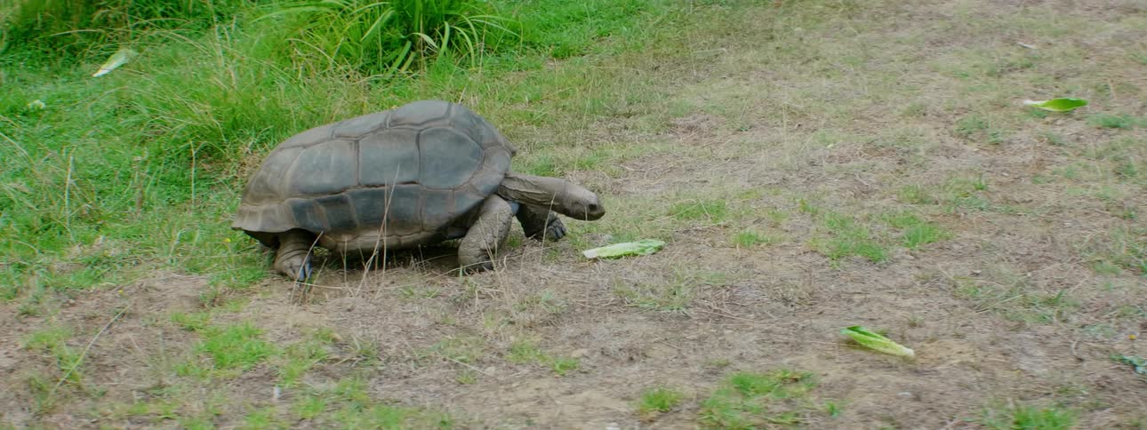 A large tortoise slowly walks towards a piece of lettuce and then continues on