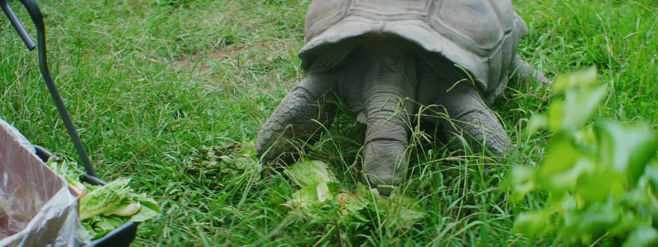 Woman walks by and pets a large turtle on the neck and turtle lowers head to eat some lettuce