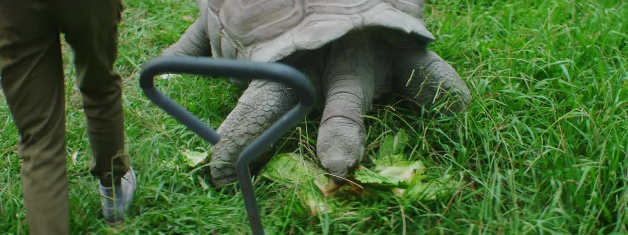 A large tortoise eats lettuce as a zookeeper retrieves lettuce from a cart and carries it out of frame