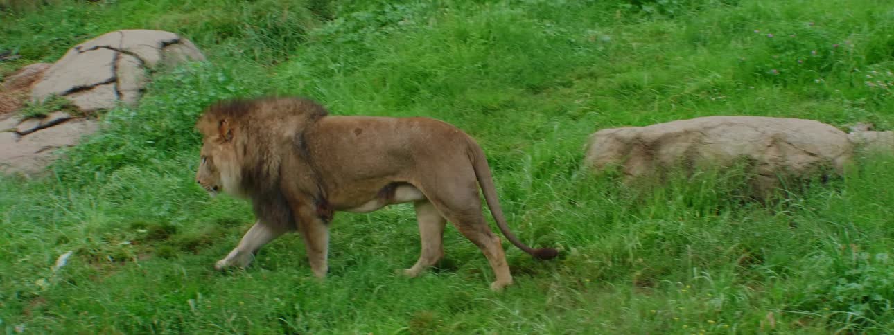 A male lion walks through the grass in a fenced enclosure