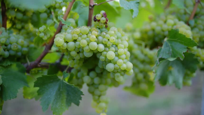Large clusters of green grapes clinging to the vine contrast with the white of the nearby wall