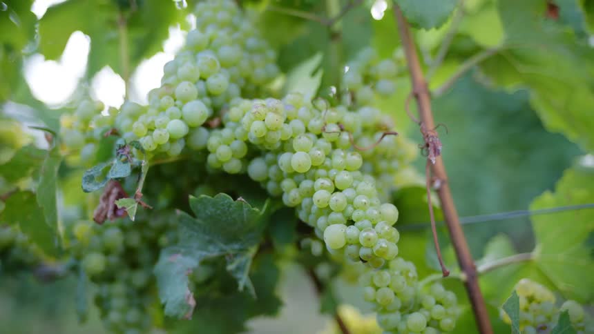 Green grapes growing on vines with leaves outdoors