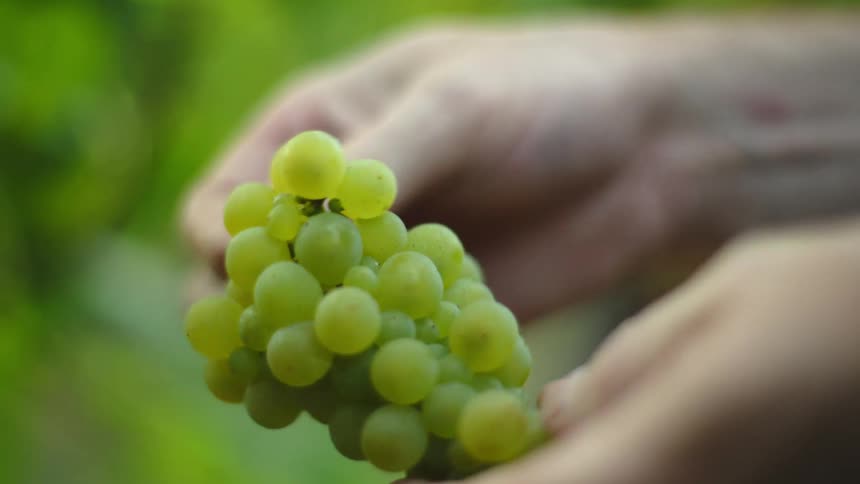 Person holds bunch of green grapes in their hands