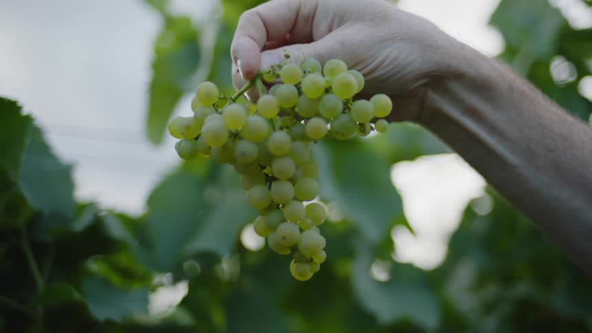 Person holds a bunch of green grapes in fingers and twist them around in front of a green leaves
