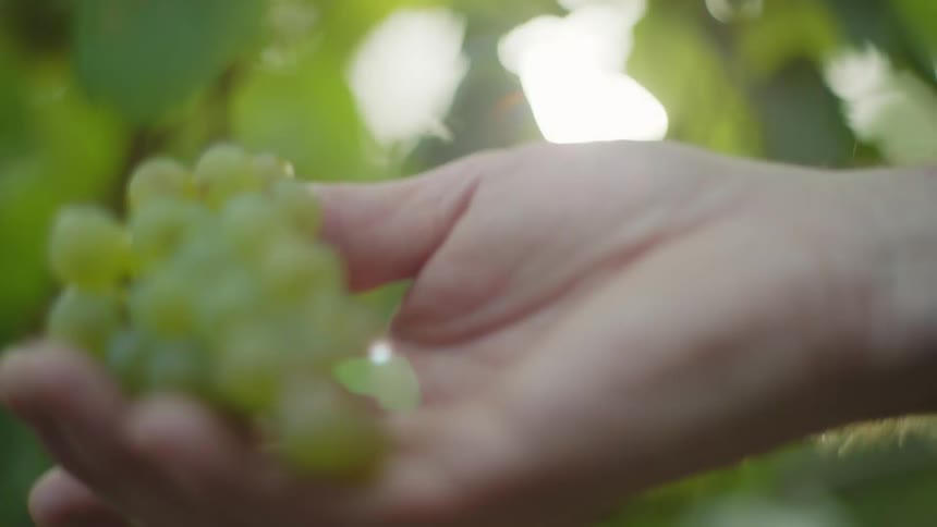 A hand holds a bunch of grapes