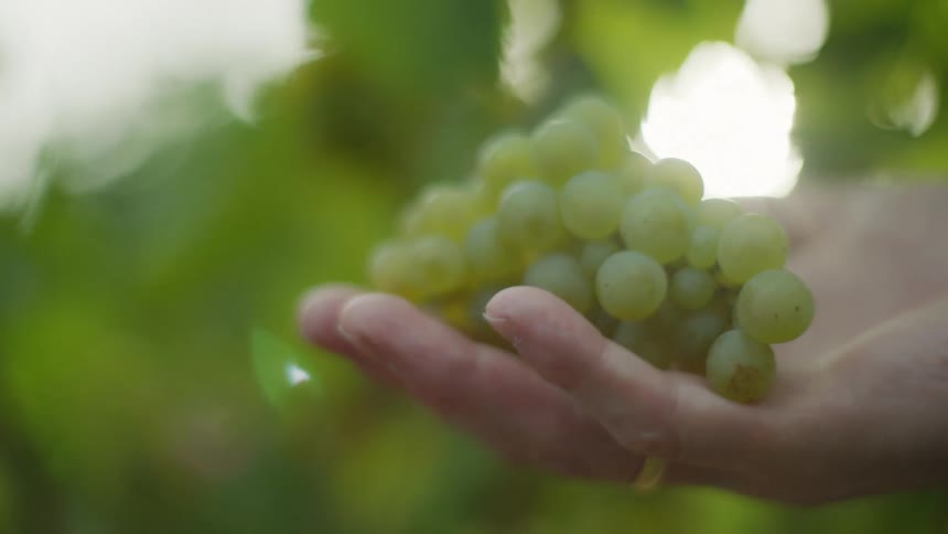 A hand holding a bunch of green grapes opens