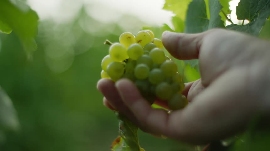 Bunch of green grapes are held in a persons hand