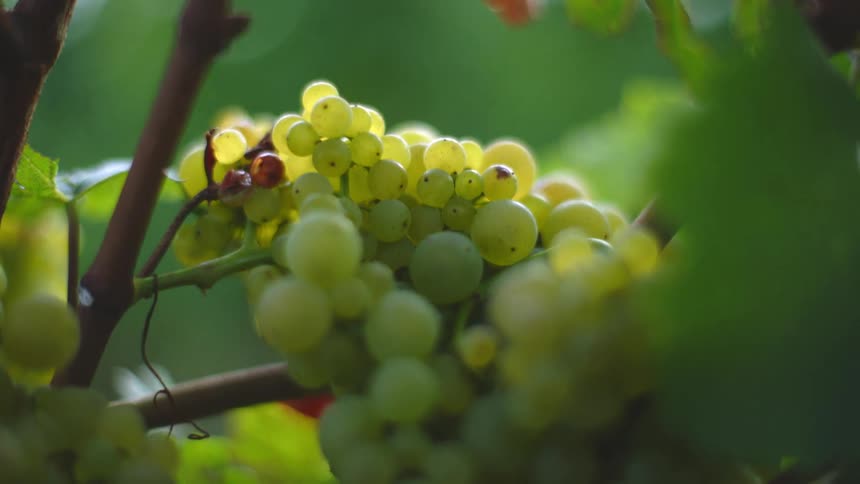 View of a bunch of green grapes on the vine