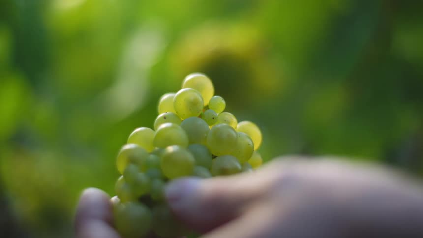 A hand hold a bunch of green grapes outside in a field