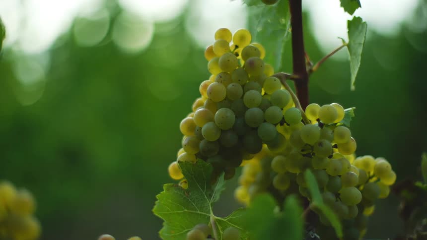 Bunches of green grapes on a vine outside in a vineyard at dusk