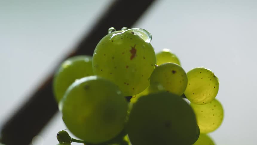 Cluster of green grapes dotted with water drops sit on reflective surface