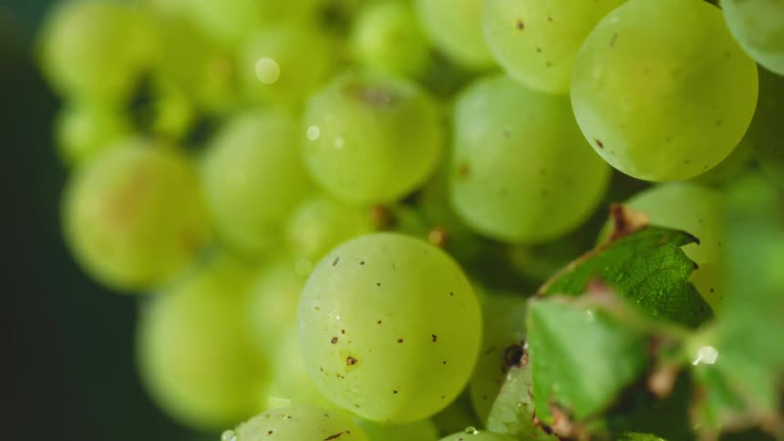 Condensation sits on a bunch of grapes