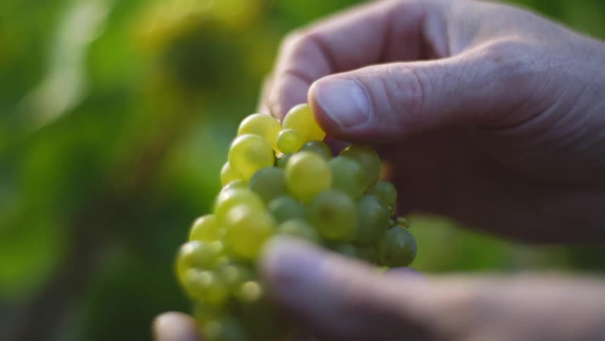A person is holding a bunch of green grapes and pulls one off