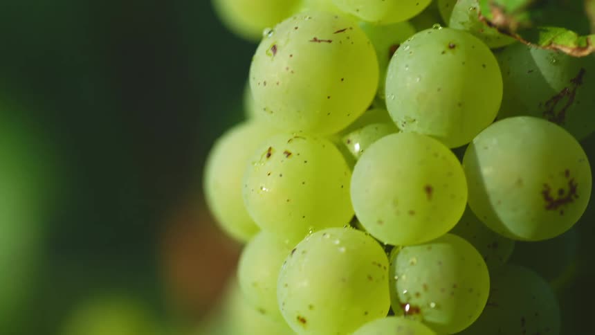 A bunch of grapes has condensation on it